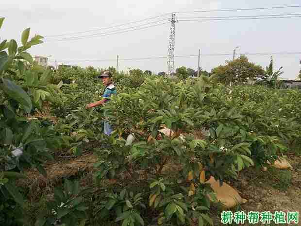 种植番荔枝周年管理工作有哪些？